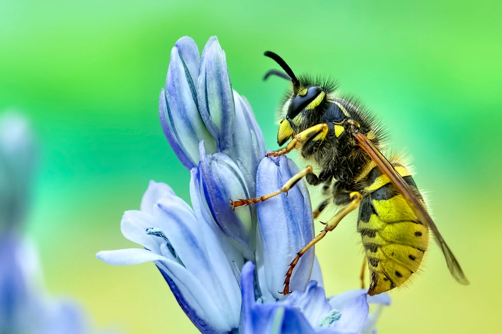 hur man blir av med getingar, getingar som svävar över en blå blomma