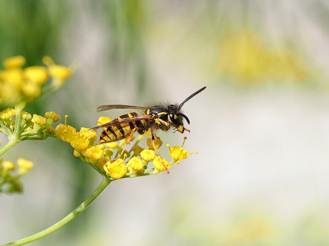 How to get rid of wasps when you are eating outside