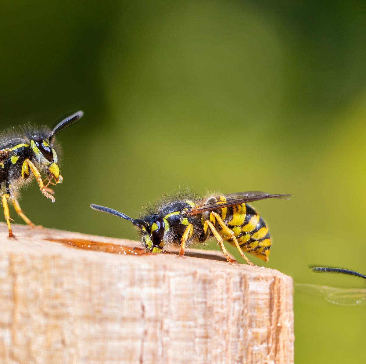 How to Prevent and Get Rid of Wasps Near Your Home and Garden
