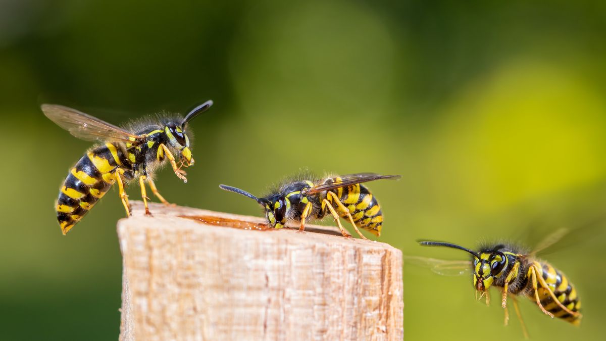 https://hips.hearstapps.com/hmg-prod/images/how-to-get-rid-of-wasps-outside-6420be7497344.jpg?fill=16:9&resize=1200:*