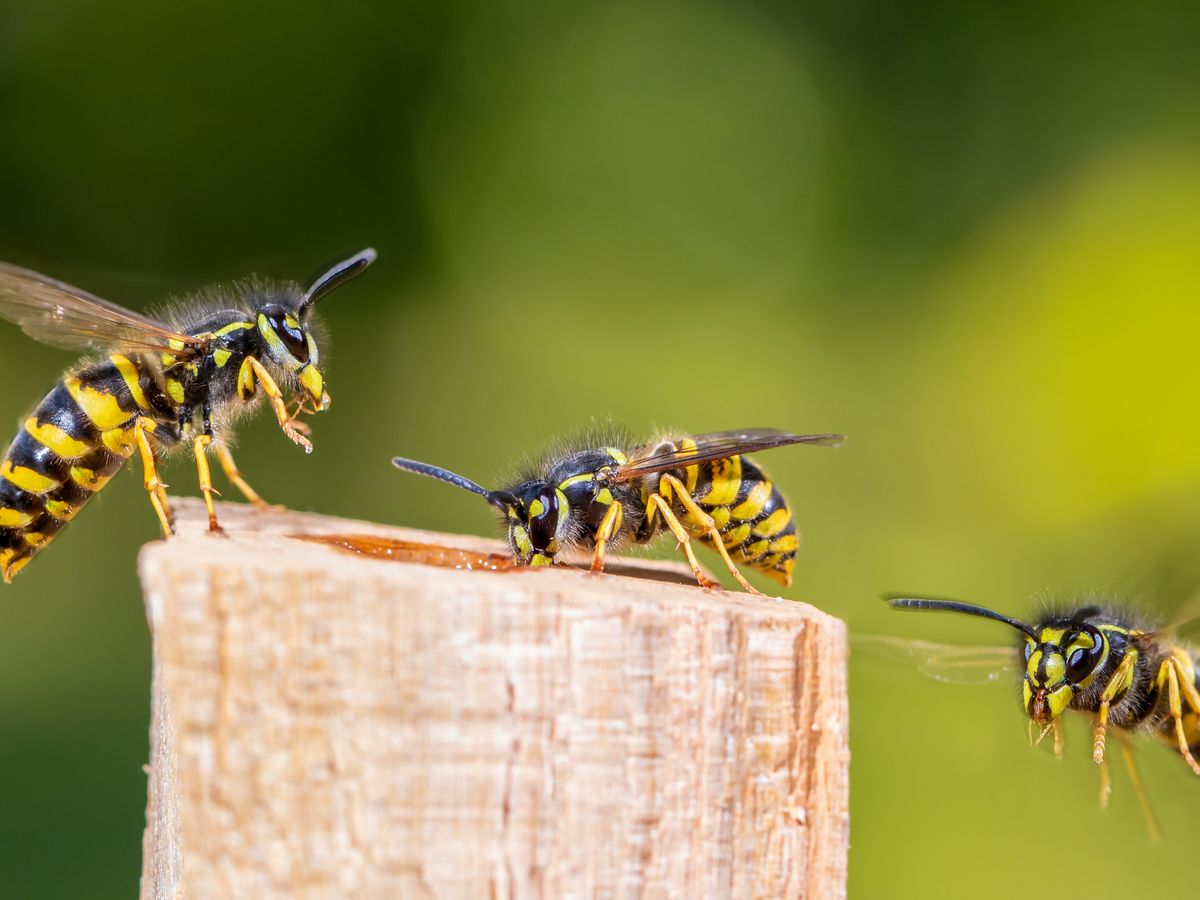 https://hips.hearstapps.com/hmg-prod/images/how-to-get-rid-of-wasps-outside-6420be7497344.jpg?fill=4:3&resize=1200:*