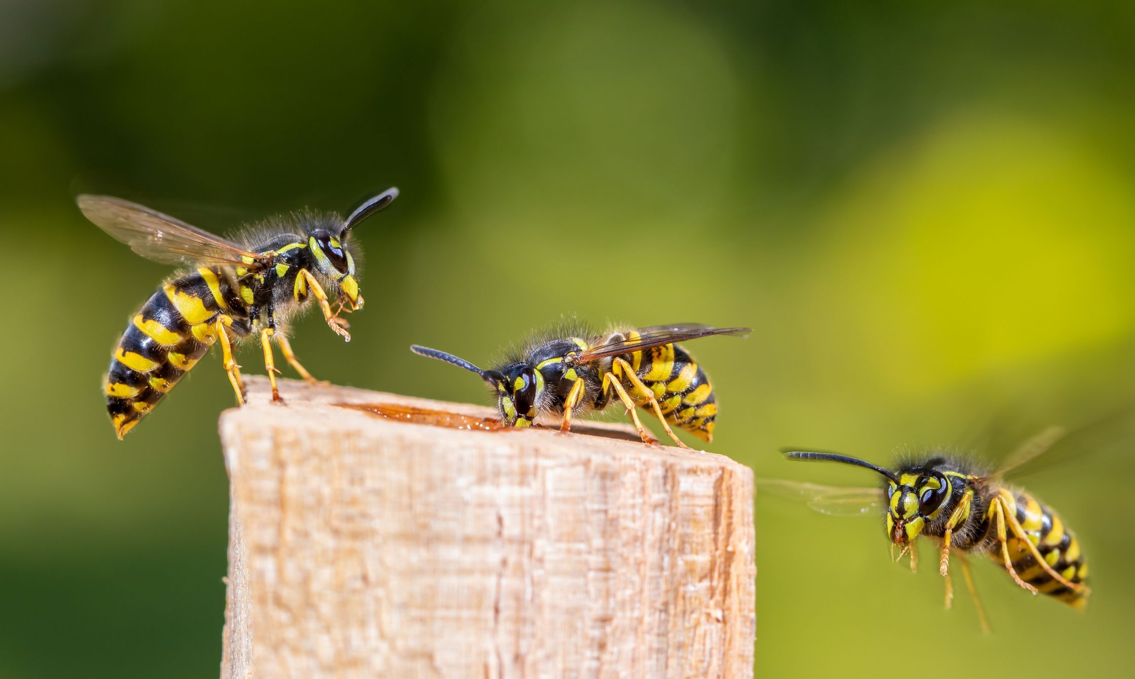 The Best Ways to Safely Get Rid of Wasps at Home