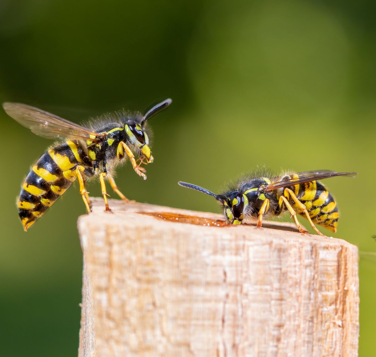 The Best Ways To Safely Get Rid Of Wasps At Home