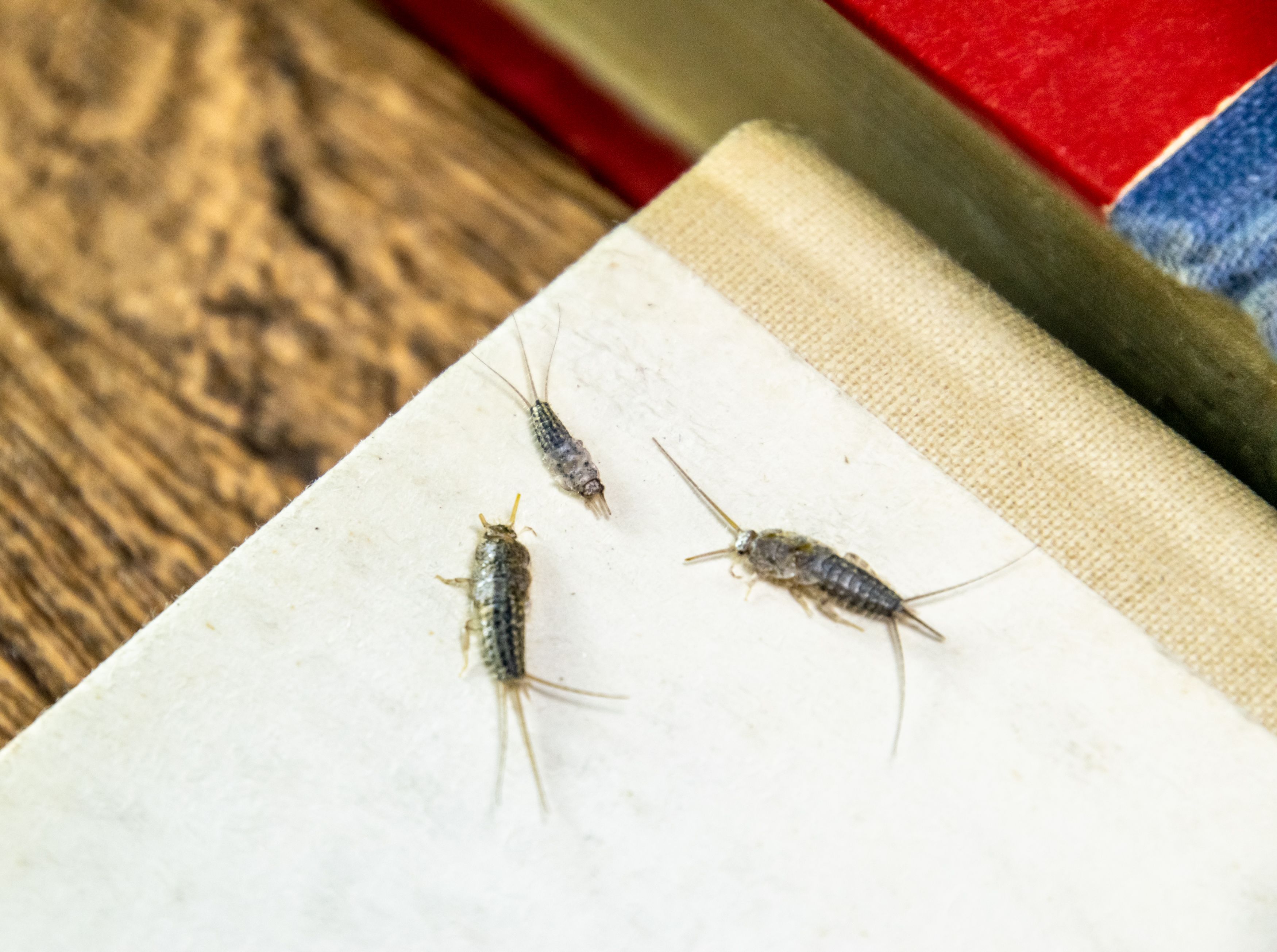Silverfish infestation hotsell