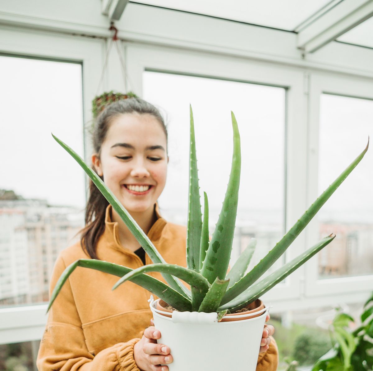 patroon spoor Subtropisch How to Grow Aloe Vera - Aloe Plant Care Indoors and Outside