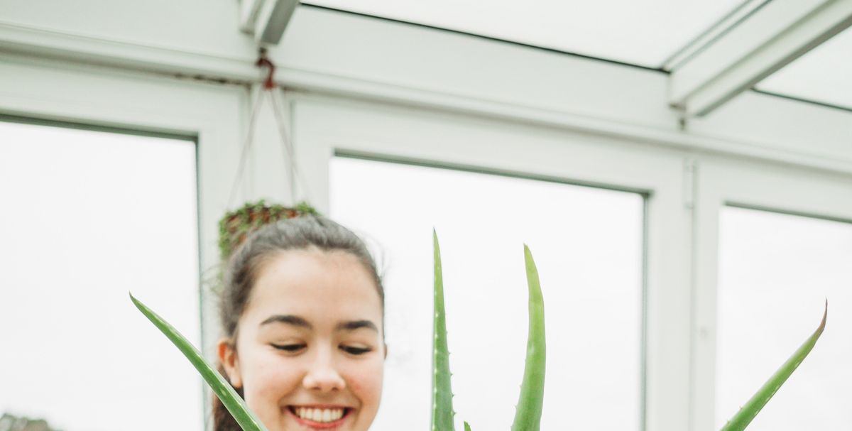 The Ultimate Guide to Aloe Vera Care: Simple Tips for a Healthy, Thriving  Houseplant! – La Green Touch