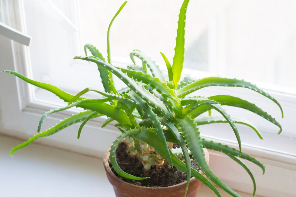 Sale Aloe Vera Succulent Plant - Succulents Online