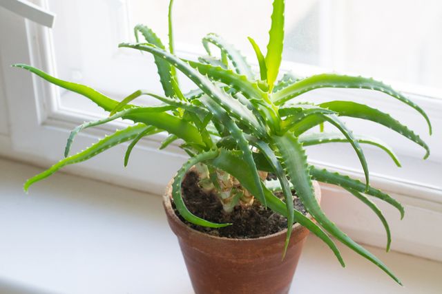 how to grow aloe vera growing of aloe on windowsill