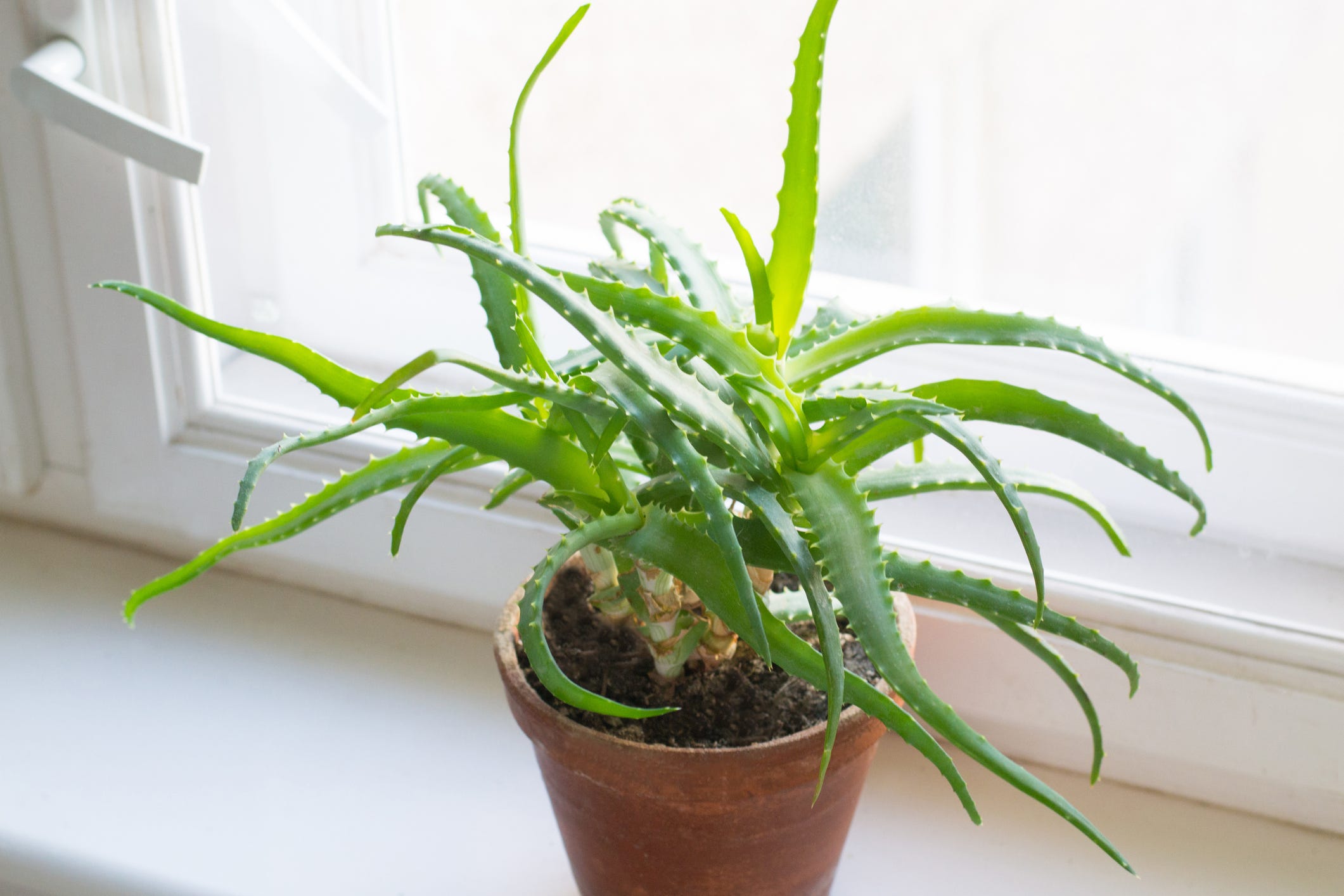Are Aloe Plants Poisonous To Dogs And Cats