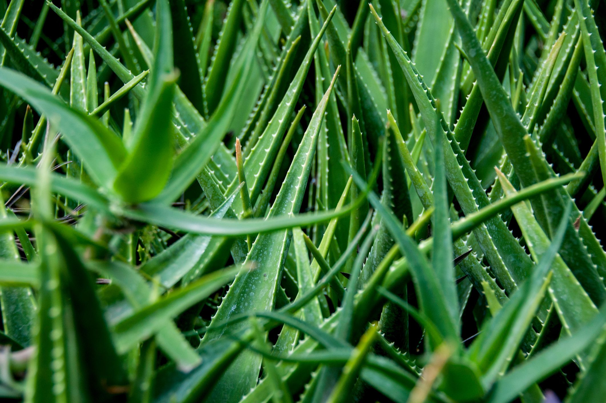 7 Benefits of Aloe Vera to Improve Skin Health – Aloe Up Suncare Products