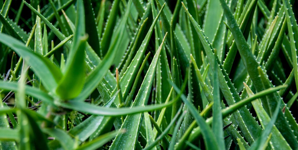 patroon spoor Subtropisch How to Grow Aloe Vera - Aloe Plant Care Indoors and Outside