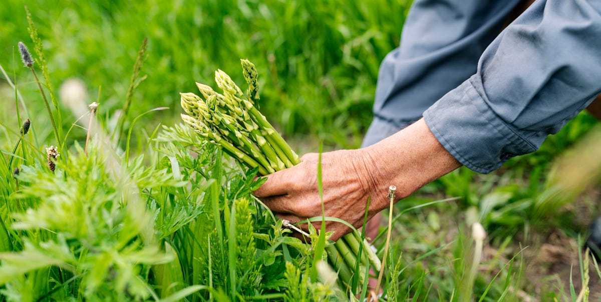 How to Grow Asparagus in Your Home Garden, According to an Expert How to Grow Asparagus in Your Home Garden, According to an Expert