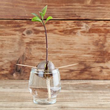 avocado seed with root and sprout with leaves in glass with water wood background