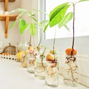 avocado plants on kitchen counter