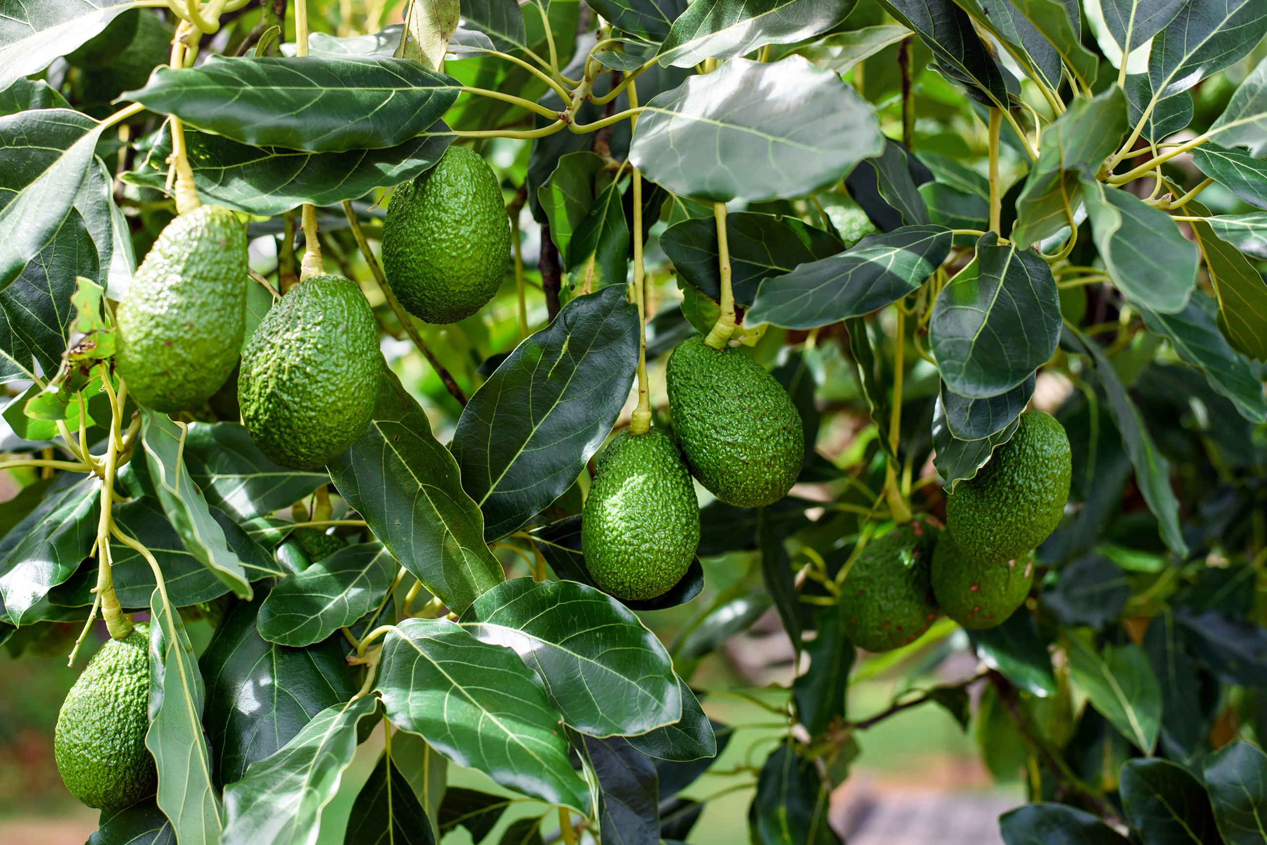 Grow an Avocado Tree From a Pit Home