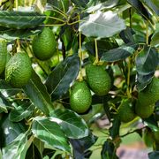 how to grow avocado tree