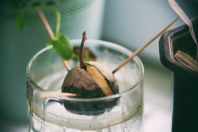 avocado seed growing in glass of water