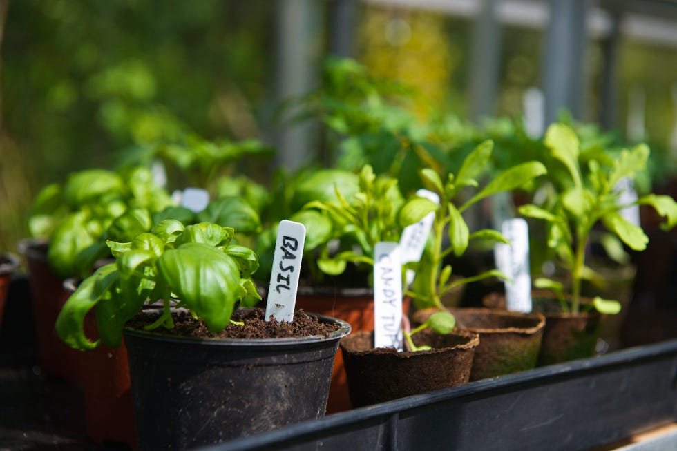 how to grow basil