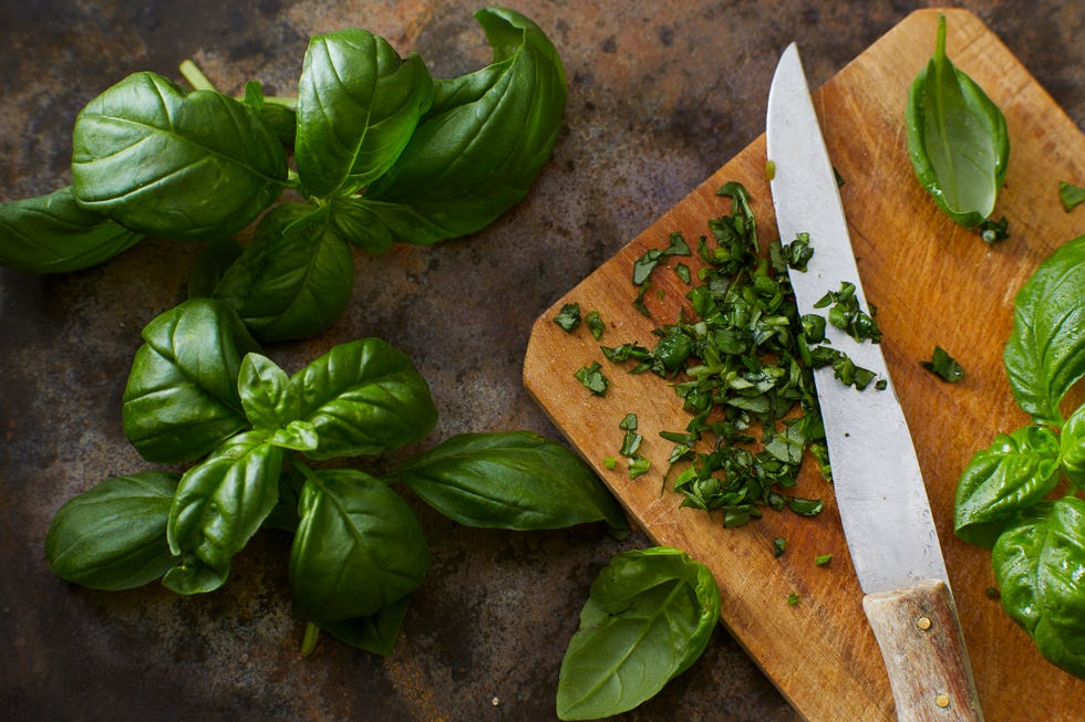 how to grow basil