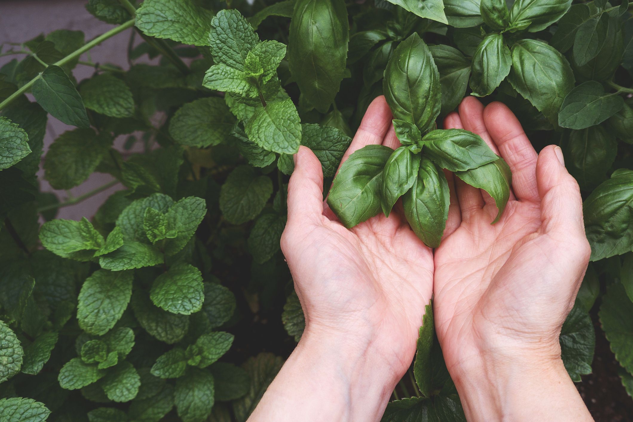 How to grow basil the best way to basil