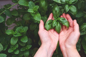 how to grow basil