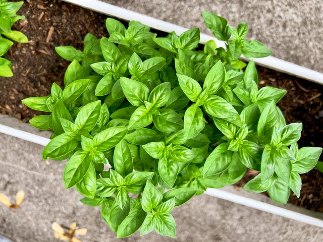 How to Grow Basil - Best Tips on Growing Basil