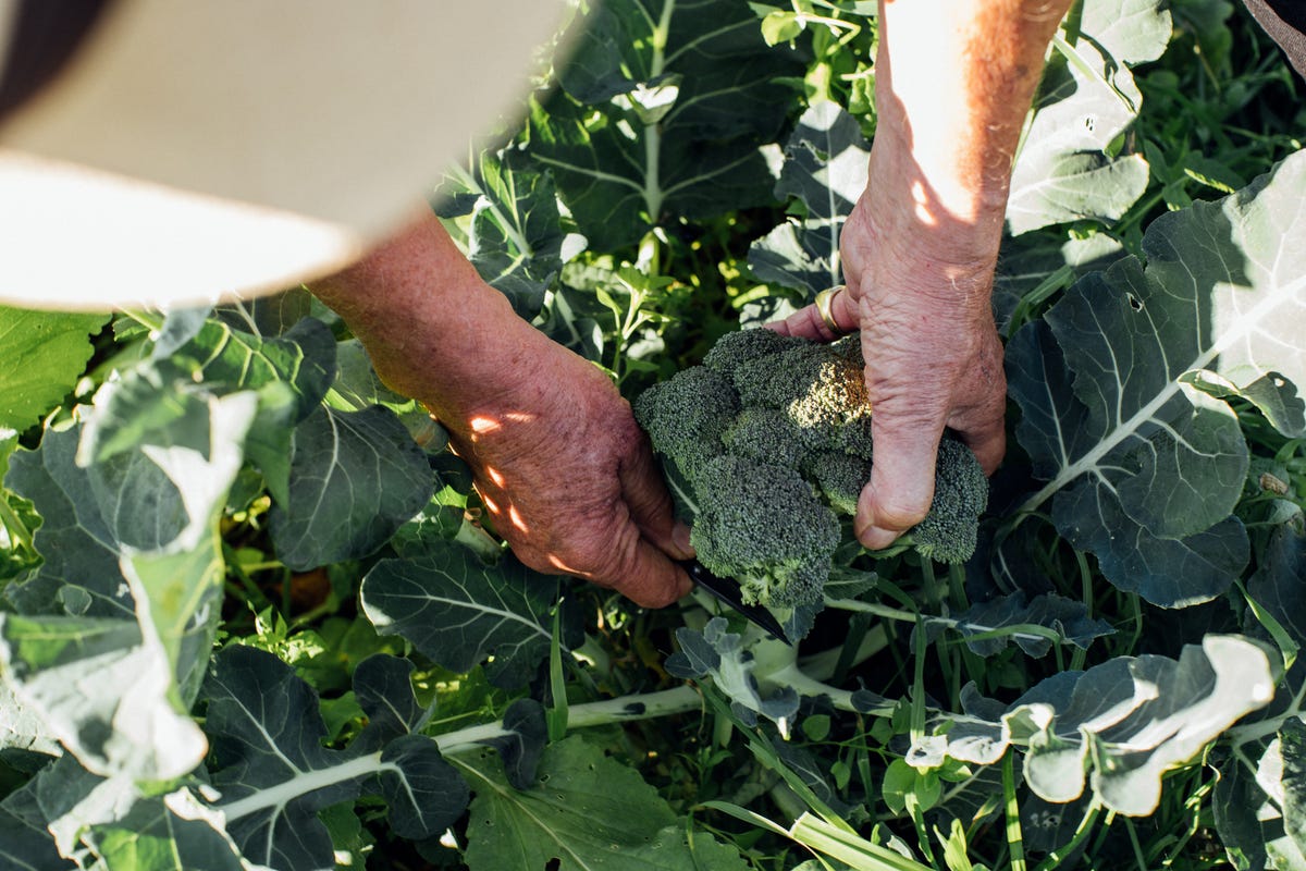 How to Grow Broccoli, According to a Gardening Expert