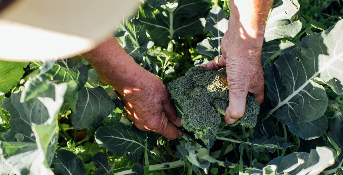 How to Grow Broccoli, According to a Gardening Expert