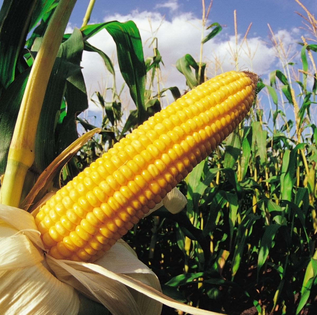 The Beginner's Guide to Growing Corn - How to Grow Corn