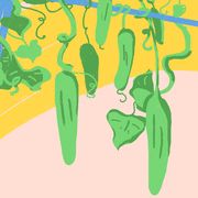 Green, Vegetable, Illustration, Plant, Organism, Jalapeño, Bell peppers and chili peppers, Art, 