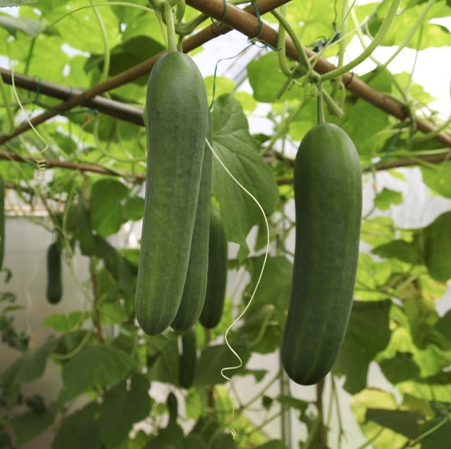 how to grow cucumbers