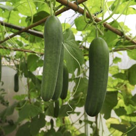 how to grow cucumbers