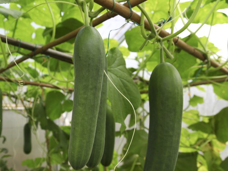 https://hips.hearstapps.com/hmg-prod/images/how-to-grow-cucumbers-1617178426.jpeg?crop=1xw:0.7518796992481203xh;center,top&resize=1200:*