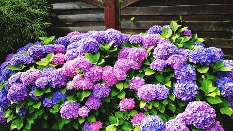 preview for 5 Facts Every Hydrangea Enthusiast Needs To Know