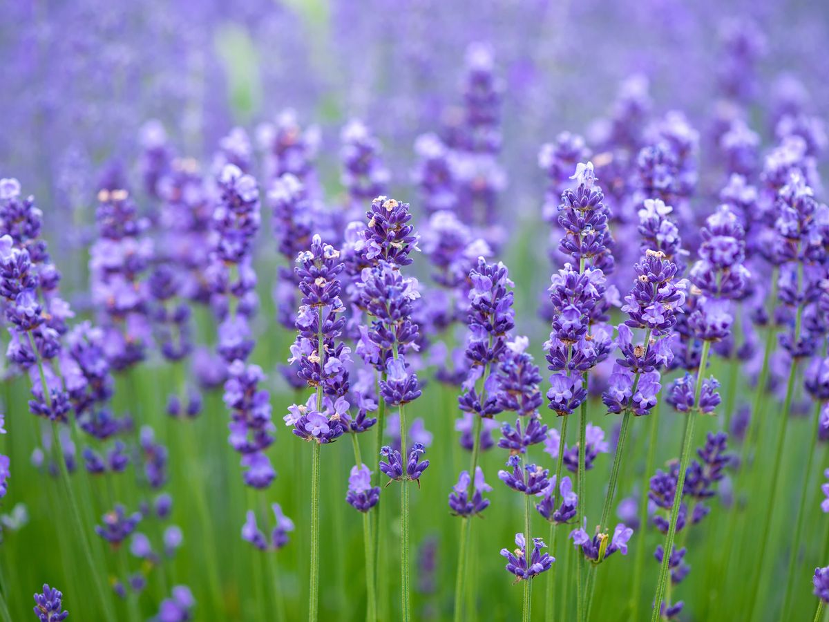 What Kind of Lavender can you eat?