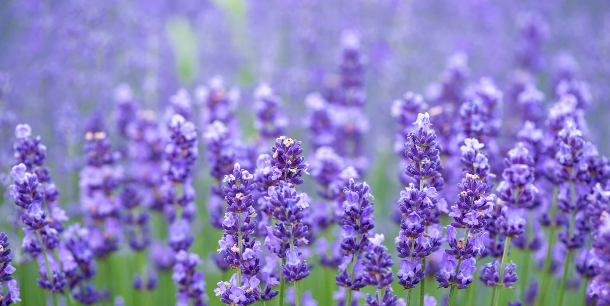 Growing a Lavender Tree Indoors or Out