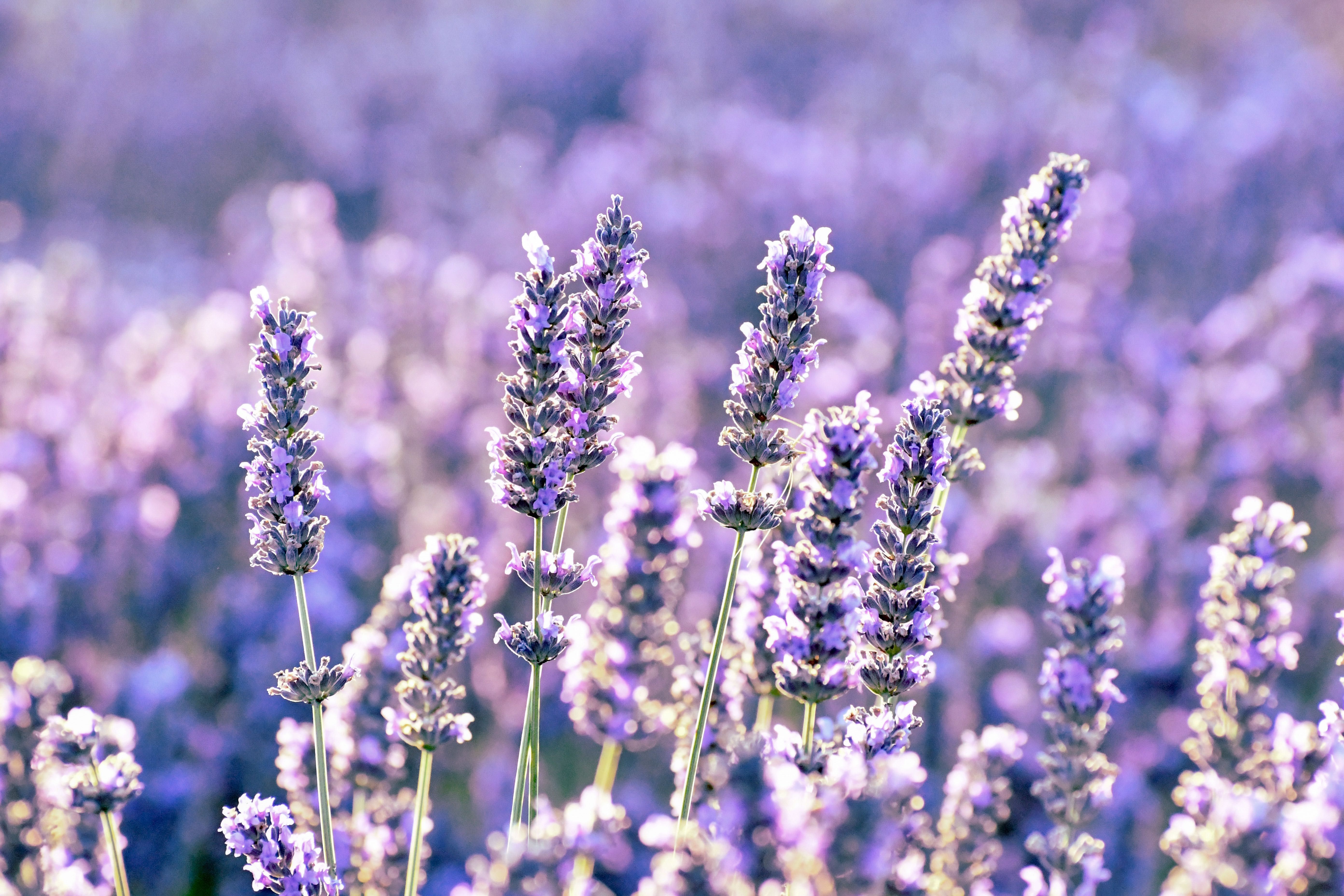 Image of Lavender plant