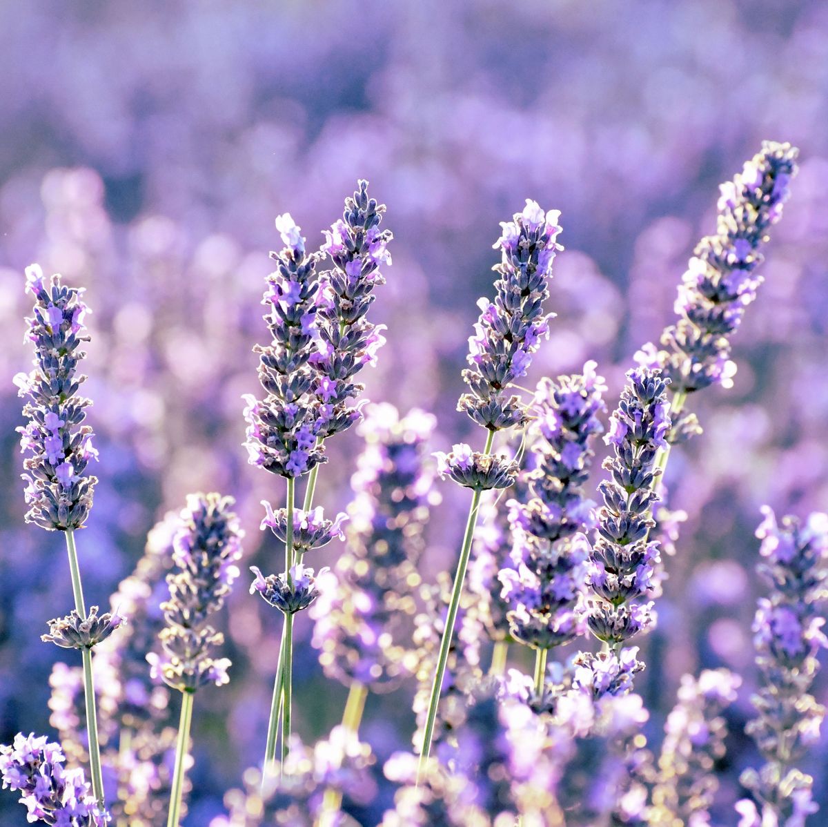 Which lavender varieties to use in cooking