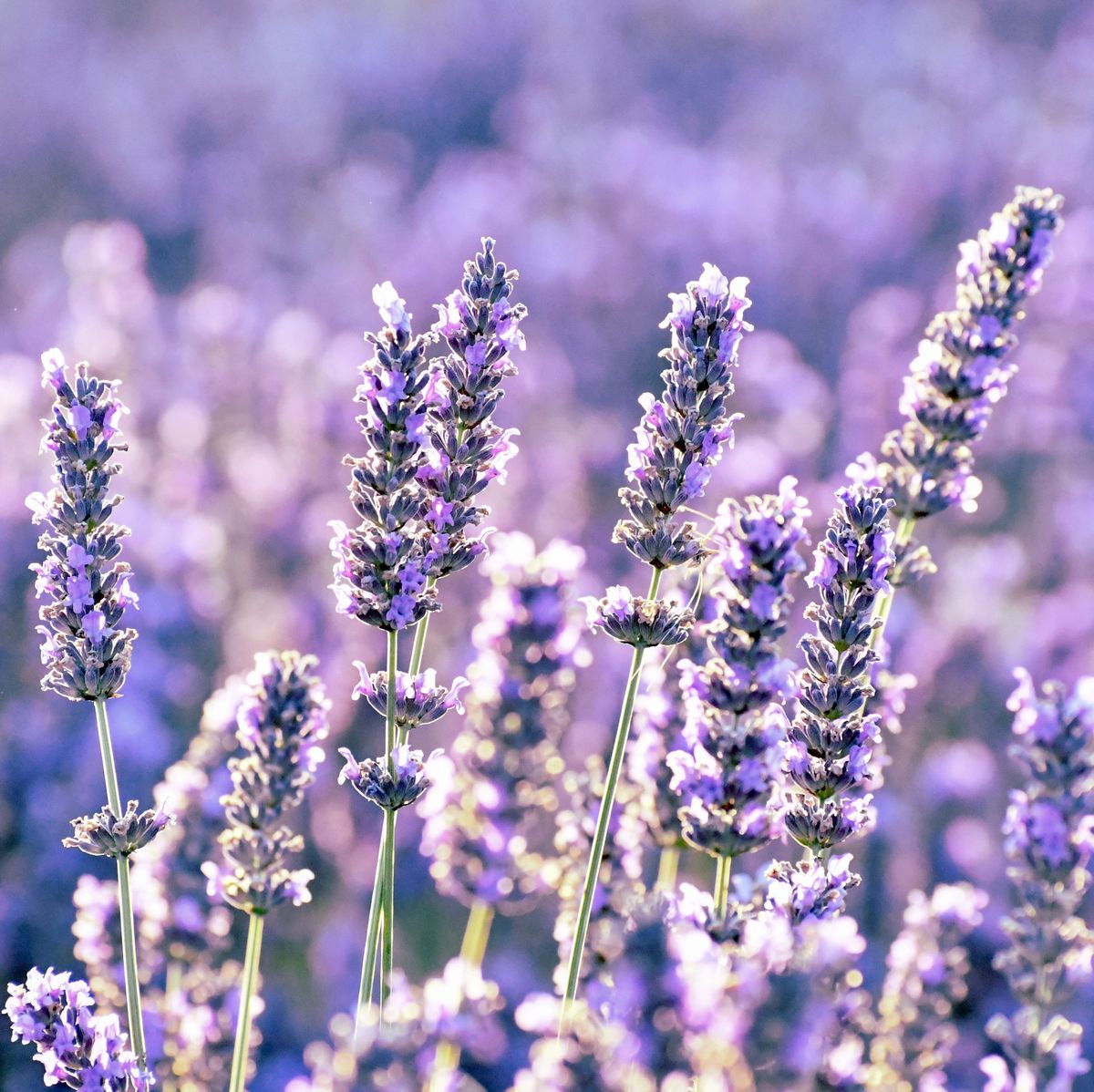 How to Grow Lavender - A Care Guide for Lavender Plants