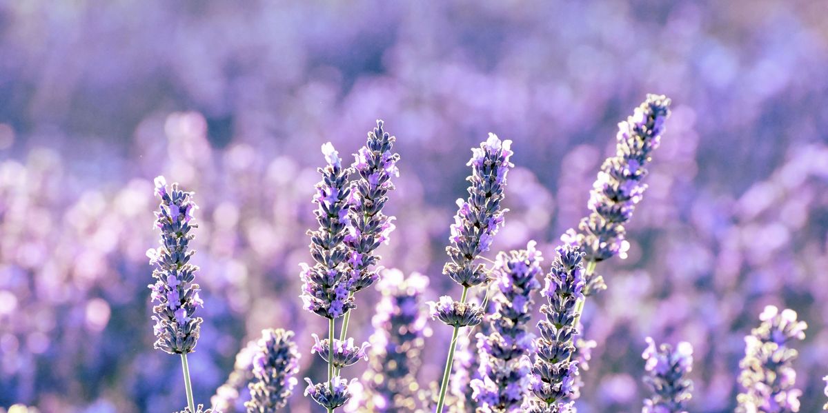 Lavender: Origin, Benefits, and Uses