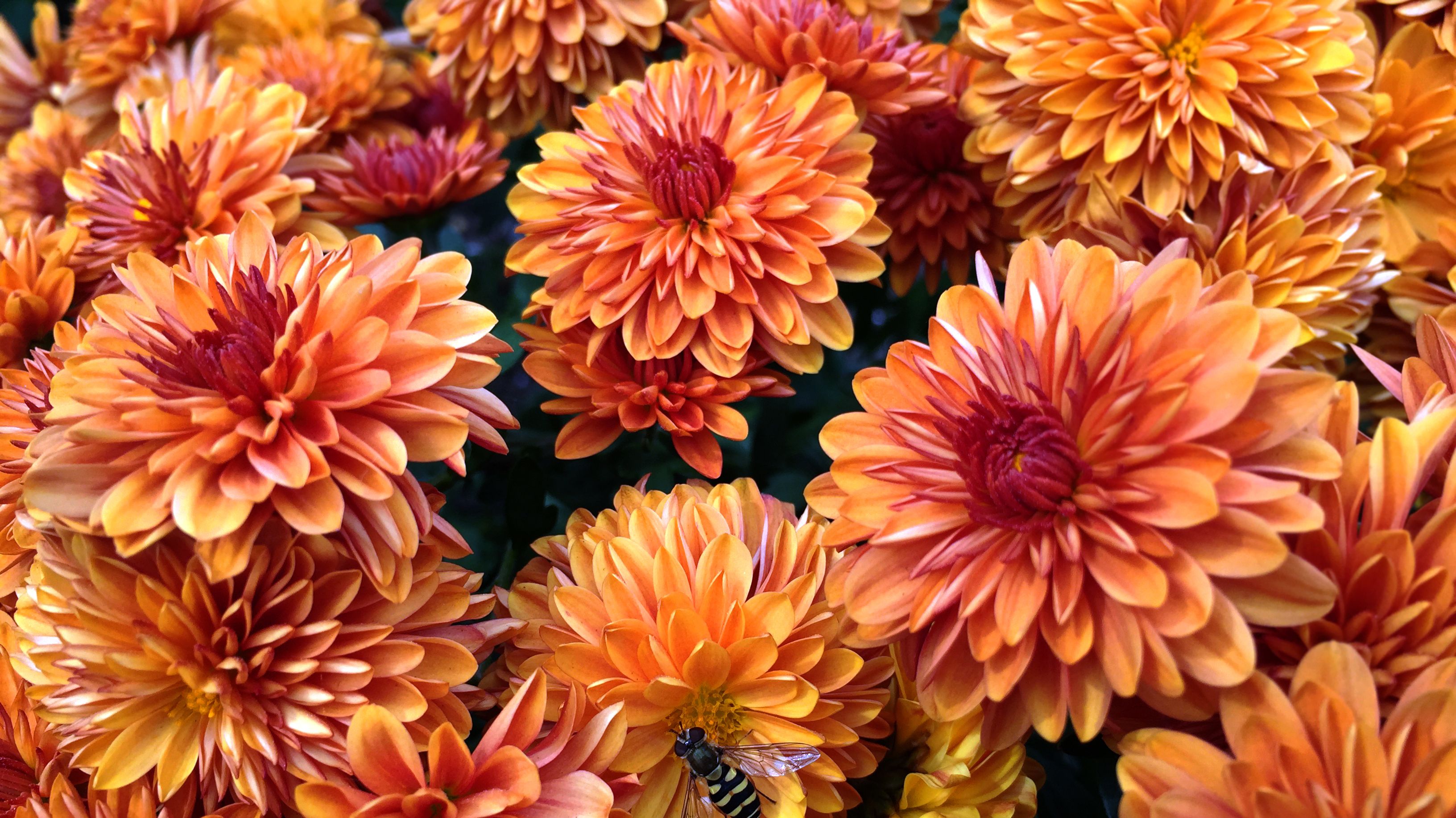 Chrysanthemums: How to Plant And Grow Mums  