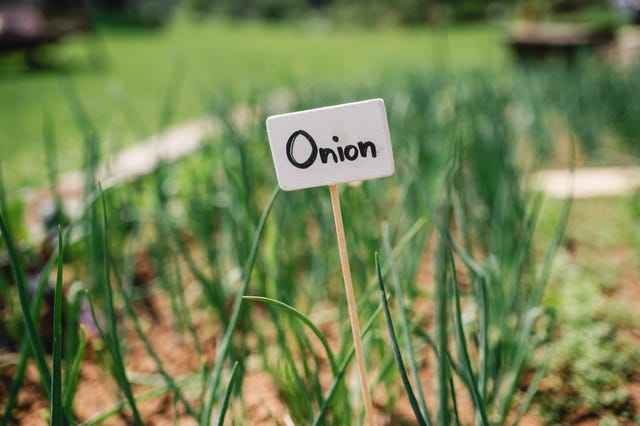 Best Tips for How to Grow Onions in Your Garden