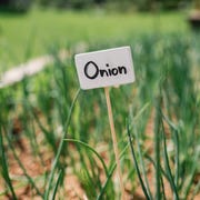 how to grow onions how to grow onions