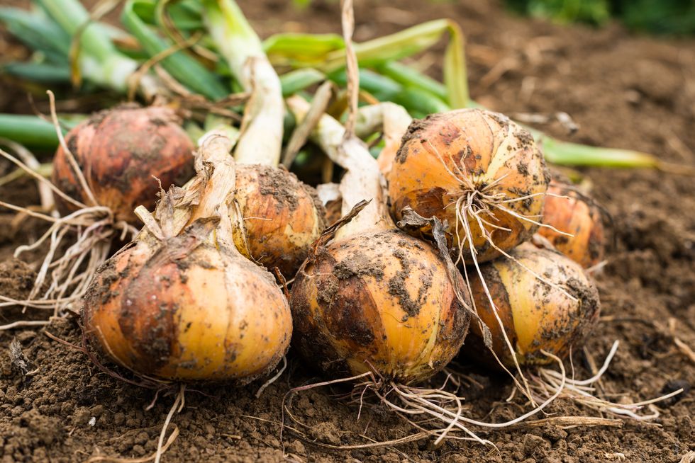 how to grow onions freshly dug onion bulbs on the ground