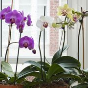 orchids in front of a window
