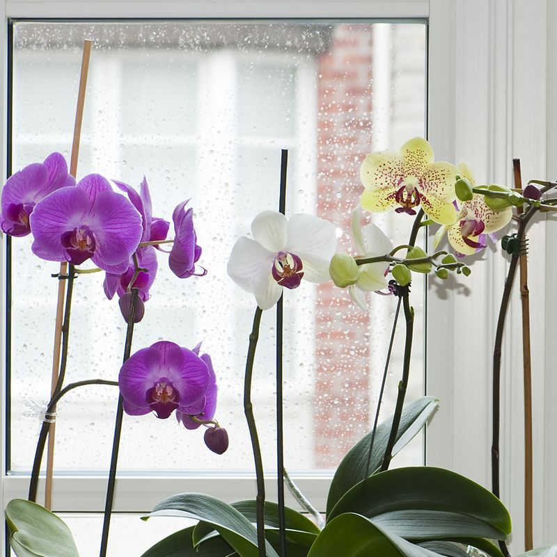 How to Grow Orchids - Orchid Tips for Beginners