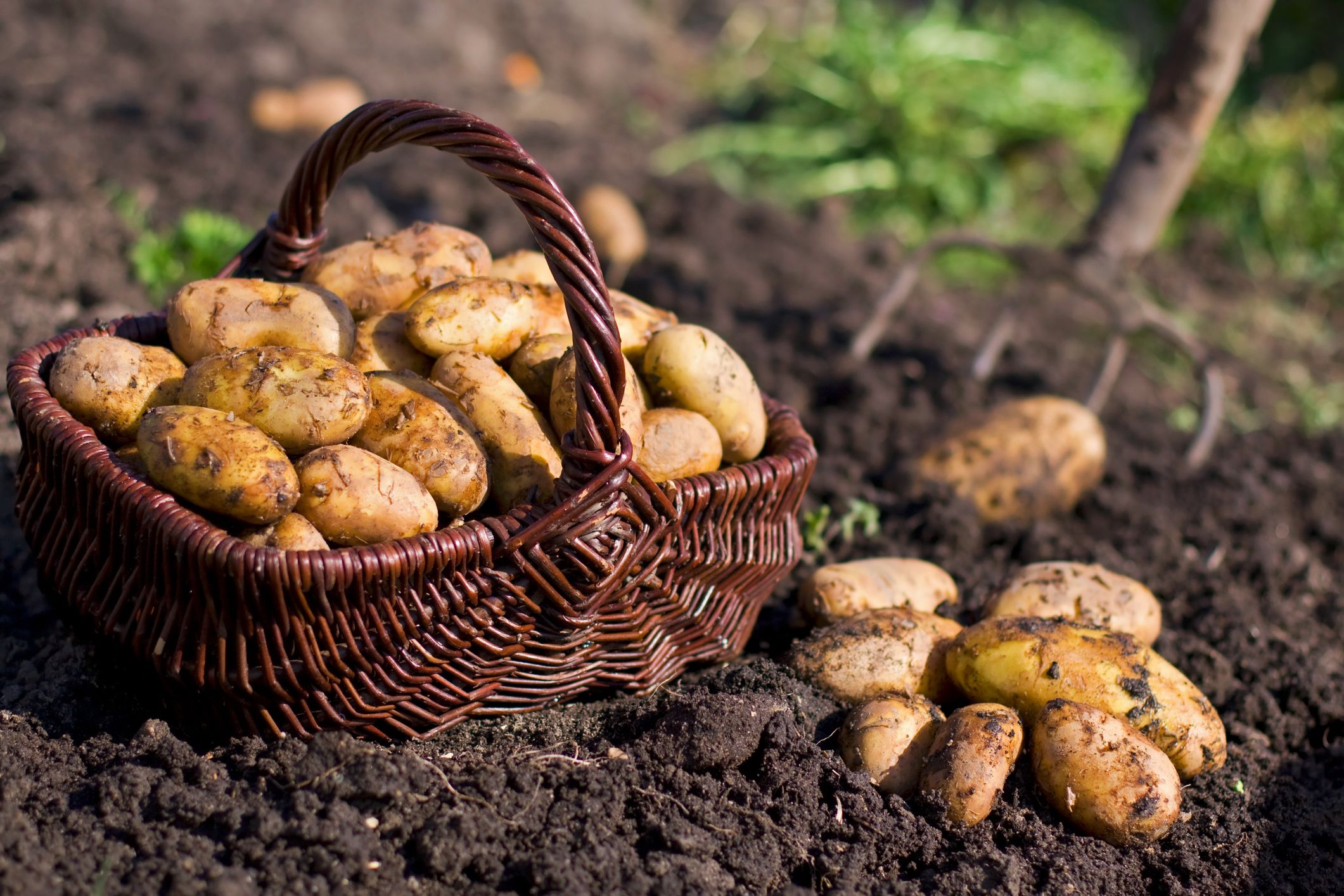 Planting Potatoes At Home