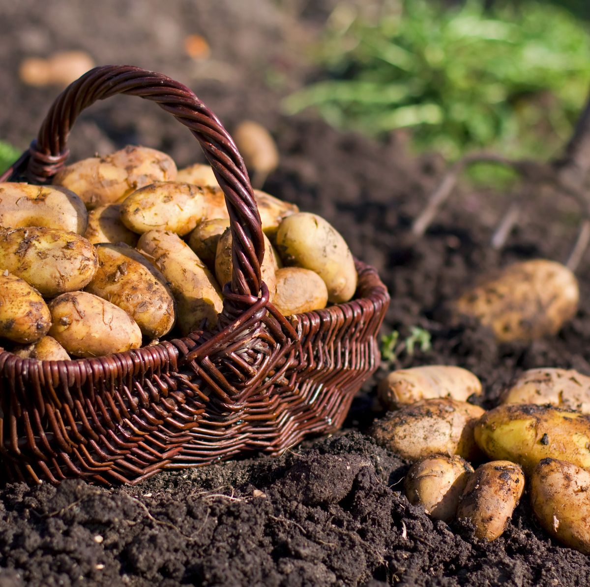 How We Grew Potatoes in Sacks (+ How To Do It Better Than We Did)