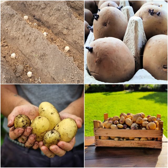 How and When to Harvest Potatoes