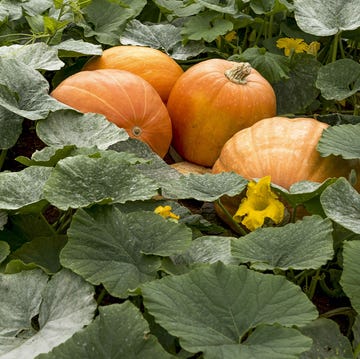 how to grow pumpkins